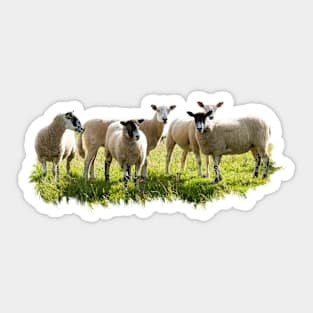 Flock of Sheep Sticker